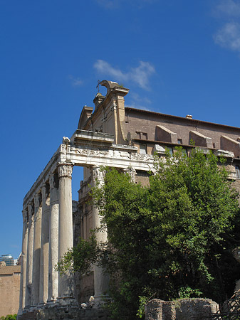 Foto Tempel des Antoninus Pius und der Faustina