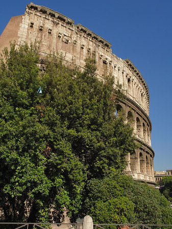 Bäume vor dem Kolosseum Foto 
