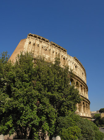 Bäume vor dem Kolosseum