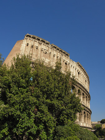Bäume vor dem Kolosseum Foto 