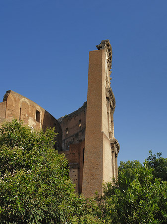 Fotos Bäume vor dem Kolosseum