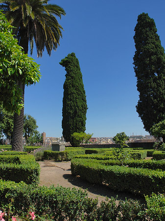 Bäume am Palatin Foto 