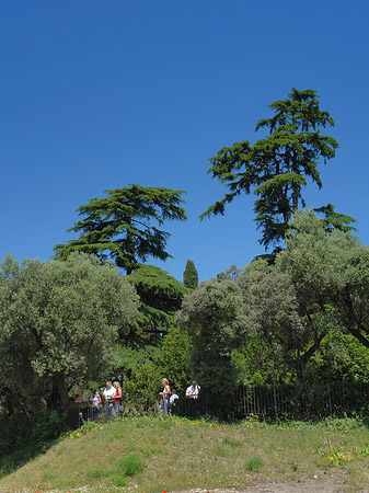 Foto Bäume am Palatin