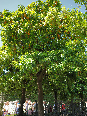 Fotos Bäume am Palatin | Rom