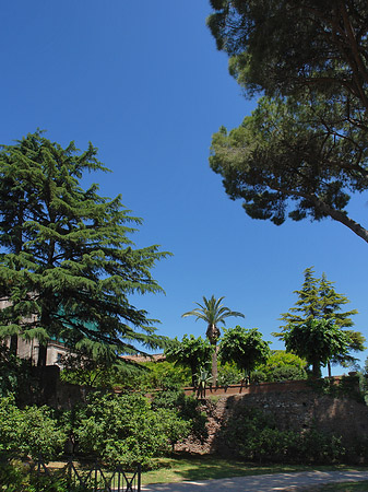 Bäume am Palatin Fotos