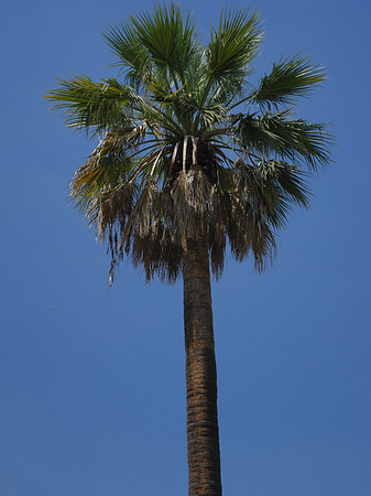 Foto Palme