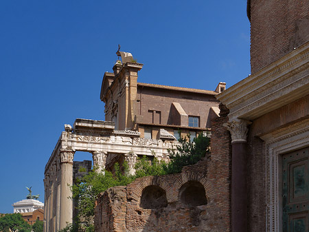 Tempel des Antoninus Pius und der Faustina Foto 