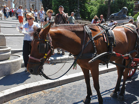 Pferdekutsche vor dem Kapitol