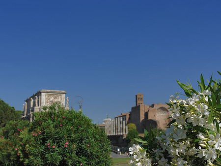 Foto Konstantinsbogen mit Bäumen