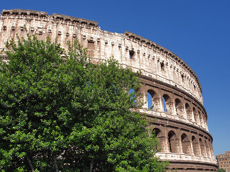 Fotos Bäume vor dem Kolosseum | Rom