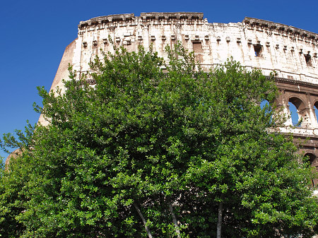 Bäume vor dem Kolosseum Foto 