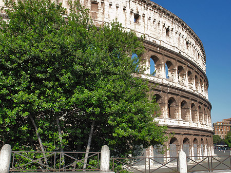 Bäume vor dem Kolosseum Foto 