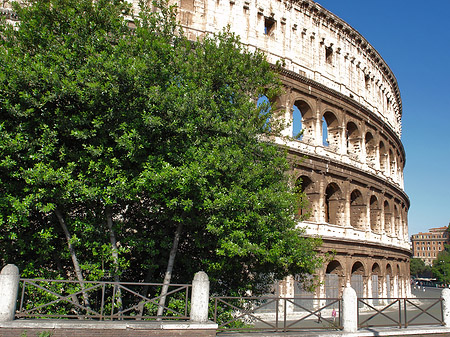 Foto Bäume vor dem Kolosseum - Rom