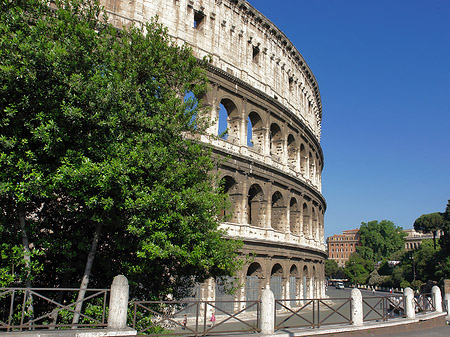Fotos Bäume vor dem Kolosseum