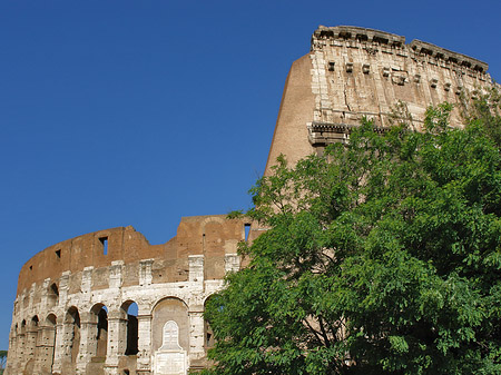 Bäume vor dem Kolosseum