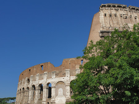 Fotos Bäume vor dem Kolosseum | Rom