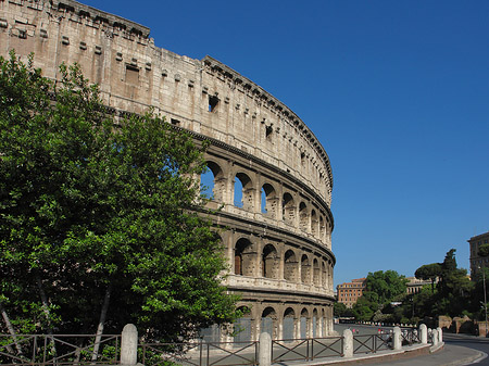 Fotos Bäume vor dem Kolosseum