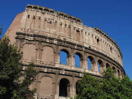 Bäume vor dem Kolosseum