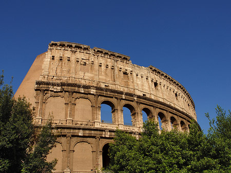 Fotos Bäume vor dem Kolosseum