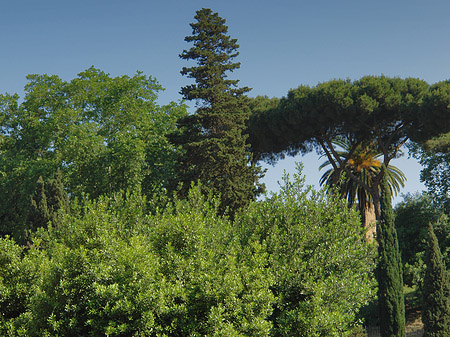 Bäume vor dem Kolosseum