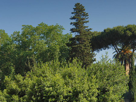 Bäume vor dem Kolosseum