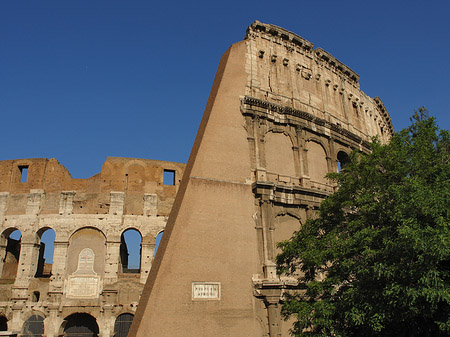 Foto Bäume vor dem Kolosseum