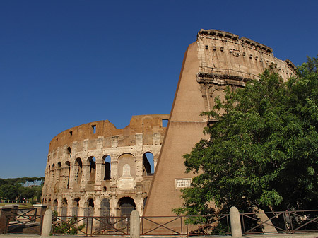 Fotos Bäume vor dem Kolosseum