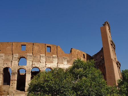 Bäume vor dem Kolosseum