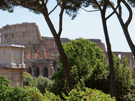 Fotos Bäume vor dem Kolosseum | Rom
