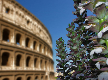 Foto Kolosseum mit Pflanzen - Rom