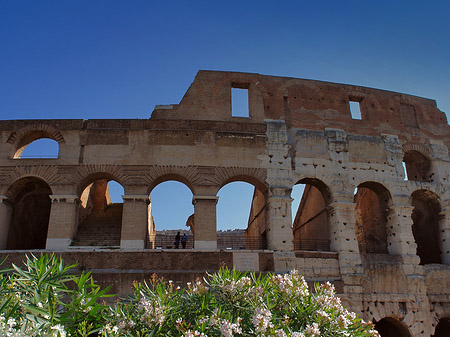 Foto Kolosseum mit Pflanzen - Rom