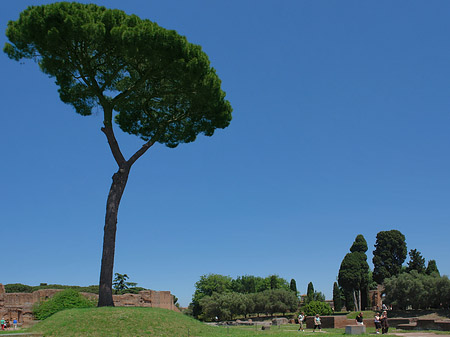 Foto Bäume am Palatin