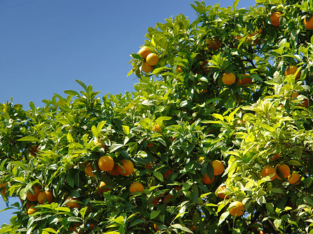 Bäume am Palatin Fotos