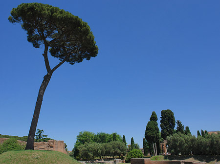Bäume am Palatin Foto 