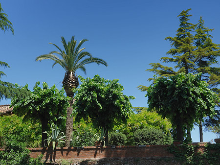 Fotos Bäume am Palatin | Rom