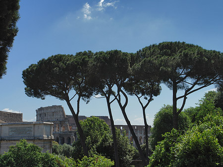 Fotos Bäume am Palatin