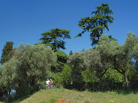 Bäume am Palatin Fotos