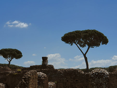 Foto Bäume am Palatin - Rom