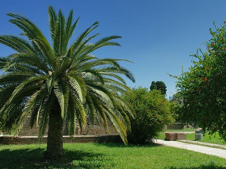 Bäume am Palatin Fotos