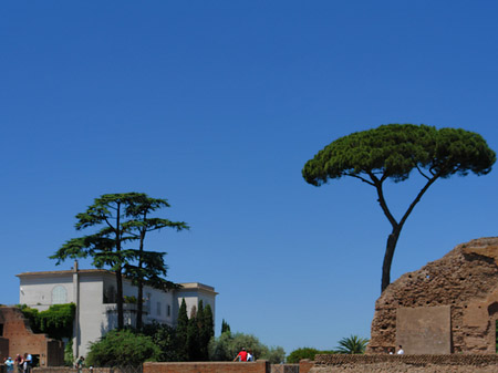 Bäume am Palatin Foto 