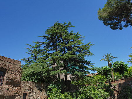 Bäume am Palatin Foto 