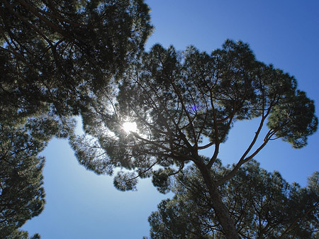 Bäume am Palatin Fotos