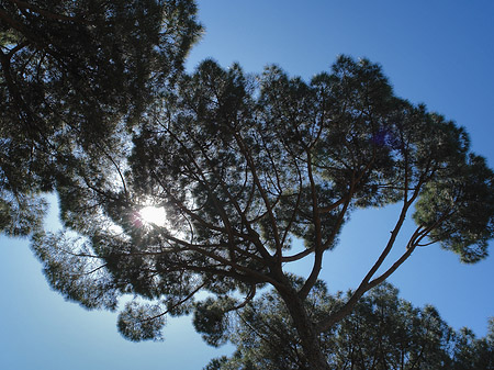 Foto Bäume am Palatin - Rom