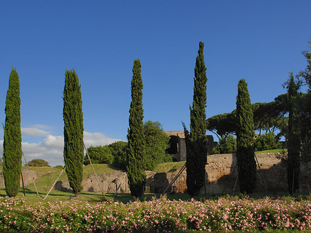 Bäume am Palatino Fotos