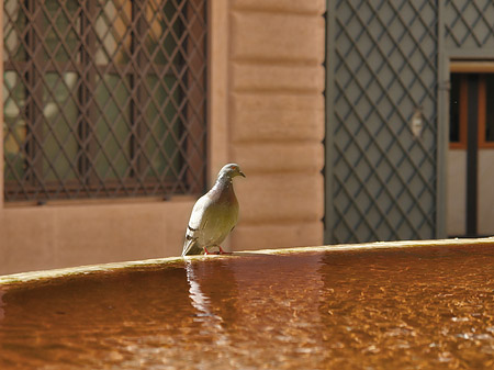 Foto Brunnen - Rom